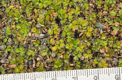 Acaena microphylla pauciglochidiata