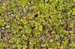 Acaena microphylla pauciglochidiata