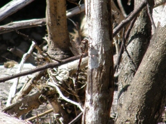 Austroaeschna hardyi