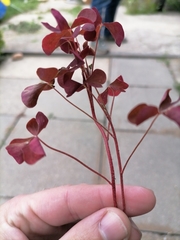Oxalis stricta rufa