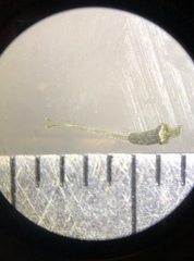 Nama aretioides multiflora