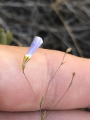 Leptosiphon liniflorus