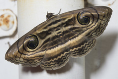 Spirama helicina