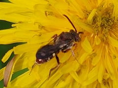 Nomada maculata