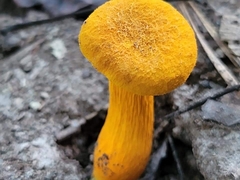 Aureoboletus auriflammeus