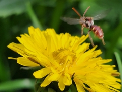 Nomada maculata