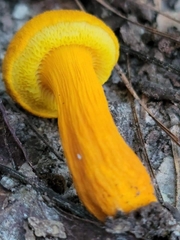 Aureoboletus auriflammeus