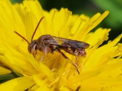 Nomada maculata
