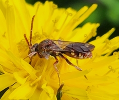 Nomada maculata