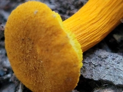 Aureoboletus auriflammeus