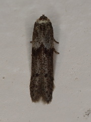 Blastobasis tanyptera