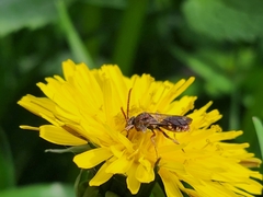 Nomada maculata