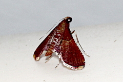 Endotricha approximalis