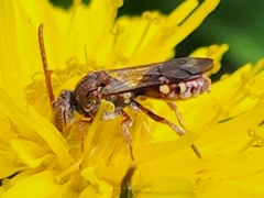 Nomada maculata
