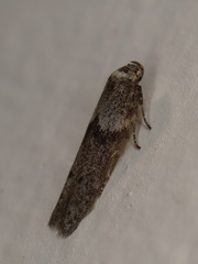 Blastobasis tanyptera