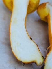 Aureoboletus auriflammeus
