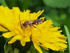 Nomada maculata