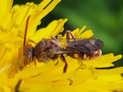 Nomada maculata