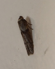 Blastobasis tanyptera