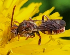 Nomada maculata