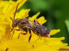 Nomada maculata