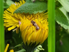 Nomada maculata