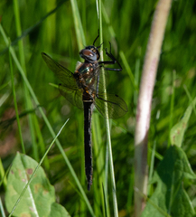 Cordulia shurtleffii