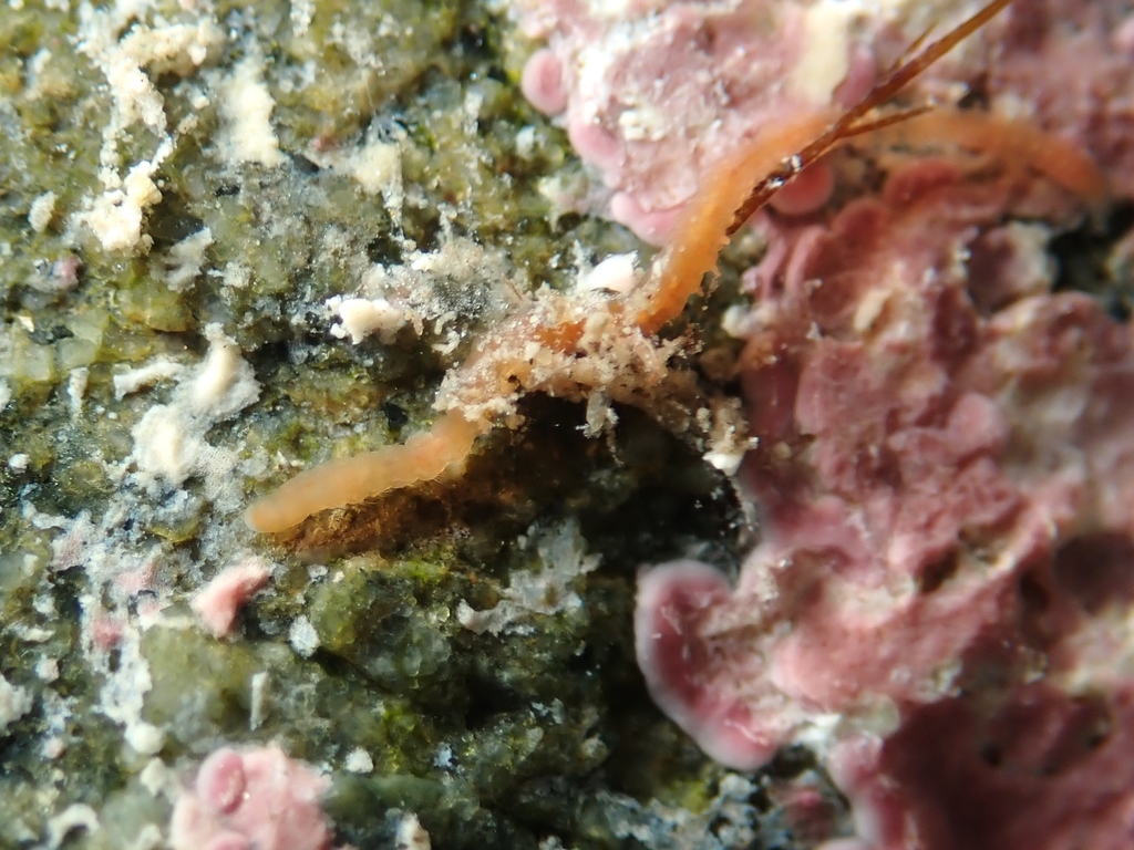 Proscoloplos cygnochaetus