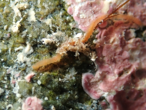 Proscoloplos cygnochaetus