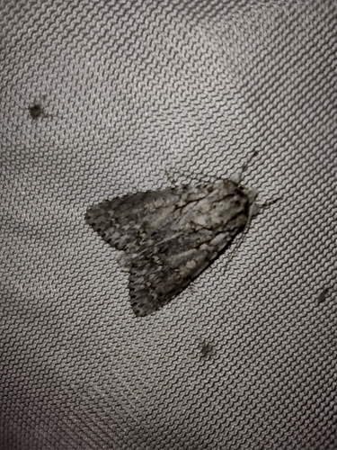 Mramorovka pagaštanová (Acronicta aceris)