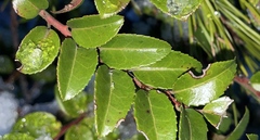 Phyllosticta vaccinii