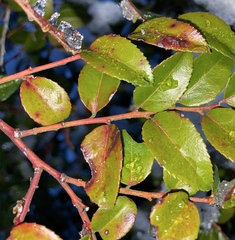 Phyllosticta vaccinii