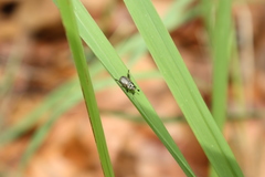 Anomala takasagoensis