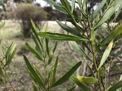 Acacia dodonaeifolia