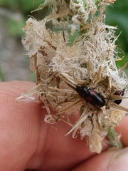 Divales bipustulatus
