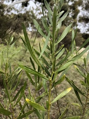 Acacia dodonaeifolia