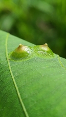 Phylloxera picta