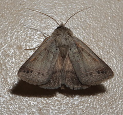 Pantydia canescens