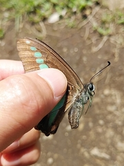 Graphium sarpedon nipponum