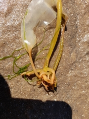 Laminaria digitata
