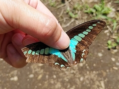 Graphium sarpedon nipponum
