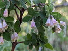 Symphoricarpos rotundifolius parishii