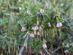 Symphoricarpos rotundifolius parishii
