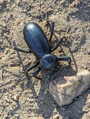 Eleodes grandicollis