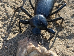 Eleodes grandicollis