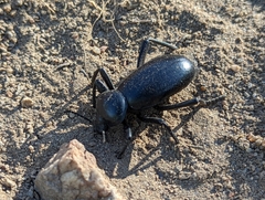 Eleodes grandicollis