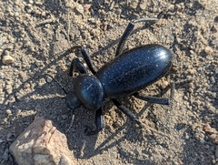 Eleodes grandicollis