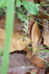 Argiope aemula