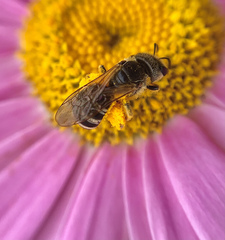 Halictus ligatus