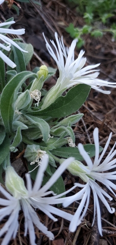 Image of Silene nelsonii by (c) Asher Budnik, some rights reserved (CC BY)